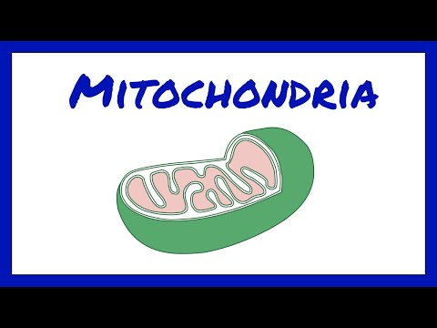 Video: Ano ang function ng cristae sa mitochondria?