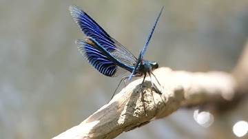 IUCN Red List of Threatened Species™: December 2021 Update