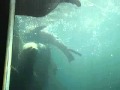 Fur seals playing underwater