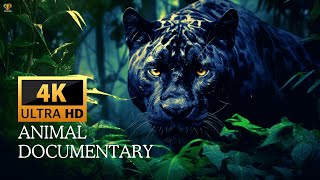 ANIMAL DOCUMENTARY CLIPS - ANIMAL ADVENTURE VIDEO 4K UHD