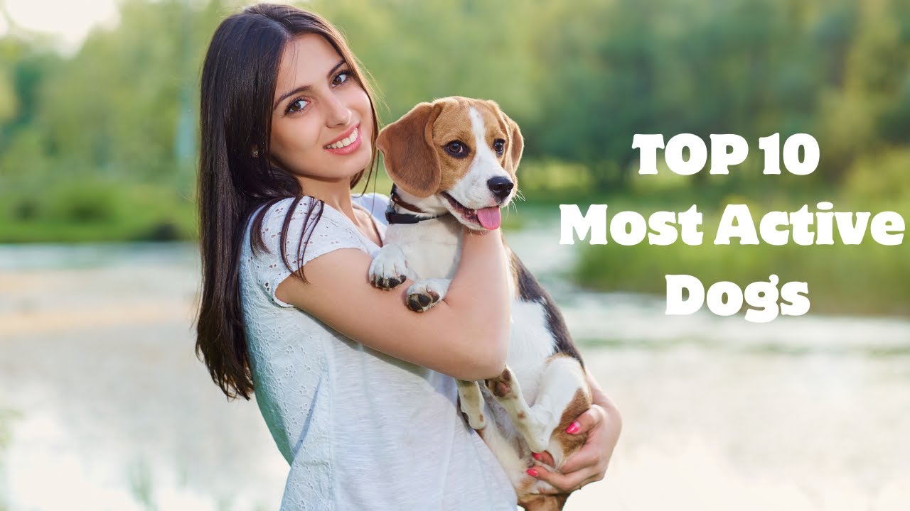 TOP 10 Most Active Dog Breeds YouTube