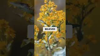 St. John&#39;s Wort - Vikings Natural Remedy for Depression &amp; Anxiety #shorts