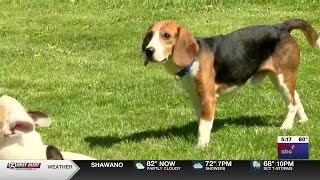 First Ridglan Farms beagle adopted in Green Bay adjusting to new home