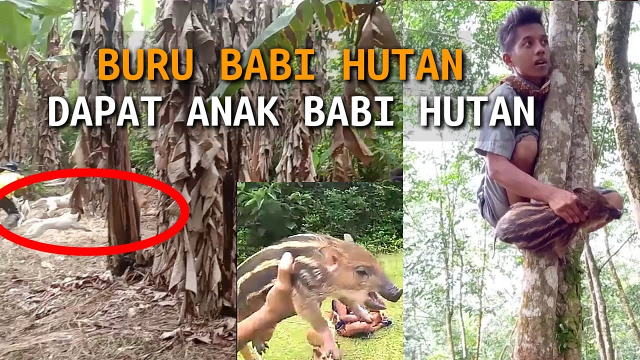 BERBURU BABI HUTAN DAPAT BANYAK ANAKNYA !! SERU BERBURU BABI HUTAN