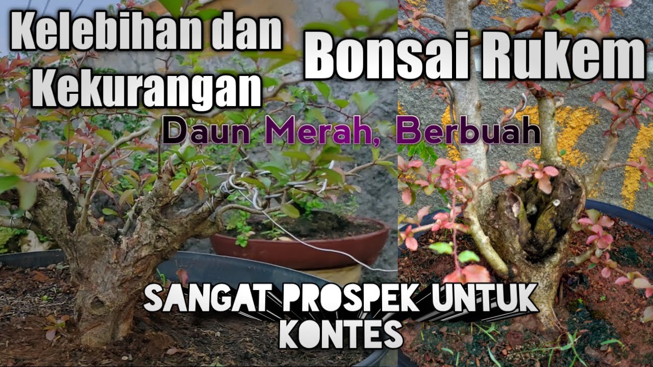 Kelebihan dan Kekurangan Bonsai Rukem / Bonsai daun merah dan berbuah ...