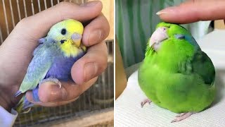 Baby Animals 🔴 Funny Parrots and Cute Birds Compilation (2021) Loros Adorables Recopilación #9