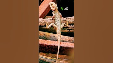 Chameleon changing color🦎#shorts #shortsfeed #shortvideo #youtubeshorts #chameleon #trending #viral