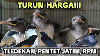 Tledekan East Java Pentet Rpm Price Drop