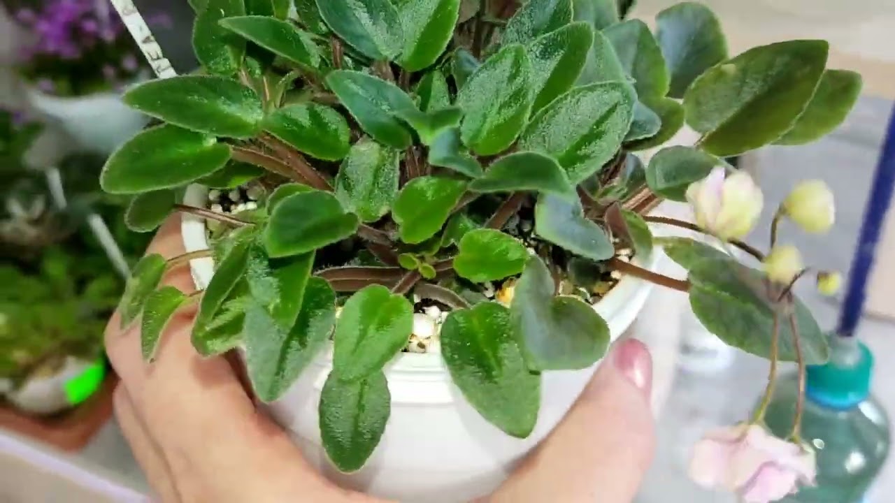 Фиалки у Алисы. Показываю - отвечаю ✍️