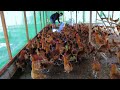 Easy way to start a chicken farm business!