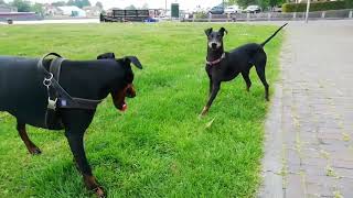 Chester the Manchester Terrier of Ameland meets Chester of Hasselt by Chester & Valta 5,014 views 4 years ago 1 minute, 25 seconds