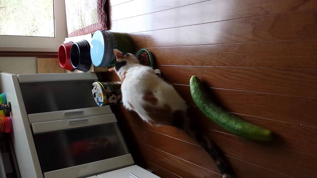 猫 キュウリを見た驚きを全身で表現する なんじゃこりゃー 動画 ハフポスト