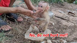 Adorable Baby Monkey Sucking Human Fingers Monkey Messi Ep18