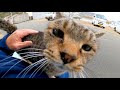 ベンチに猫が座っていたので隣に座って撫でるとゴロゴロと喜んで膝の上に乗ってきた
