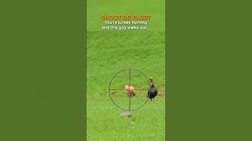 Shoot OR Pass this Fox while turkey hunting? #DiscoverON #predator #questionoftheday