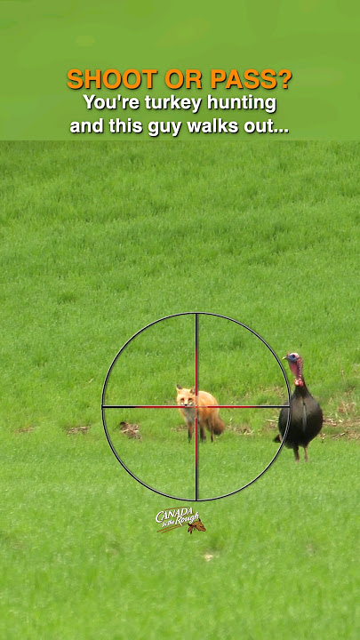 Shoot OR Pass this Fox while turkey hunting? #DiscoverON #predator #questionoftheday