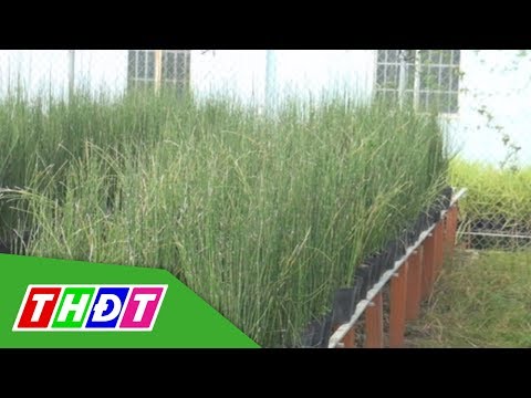 Video Lạ mắt với cây trúc kiểng không lá, sống được dưới... - youtube