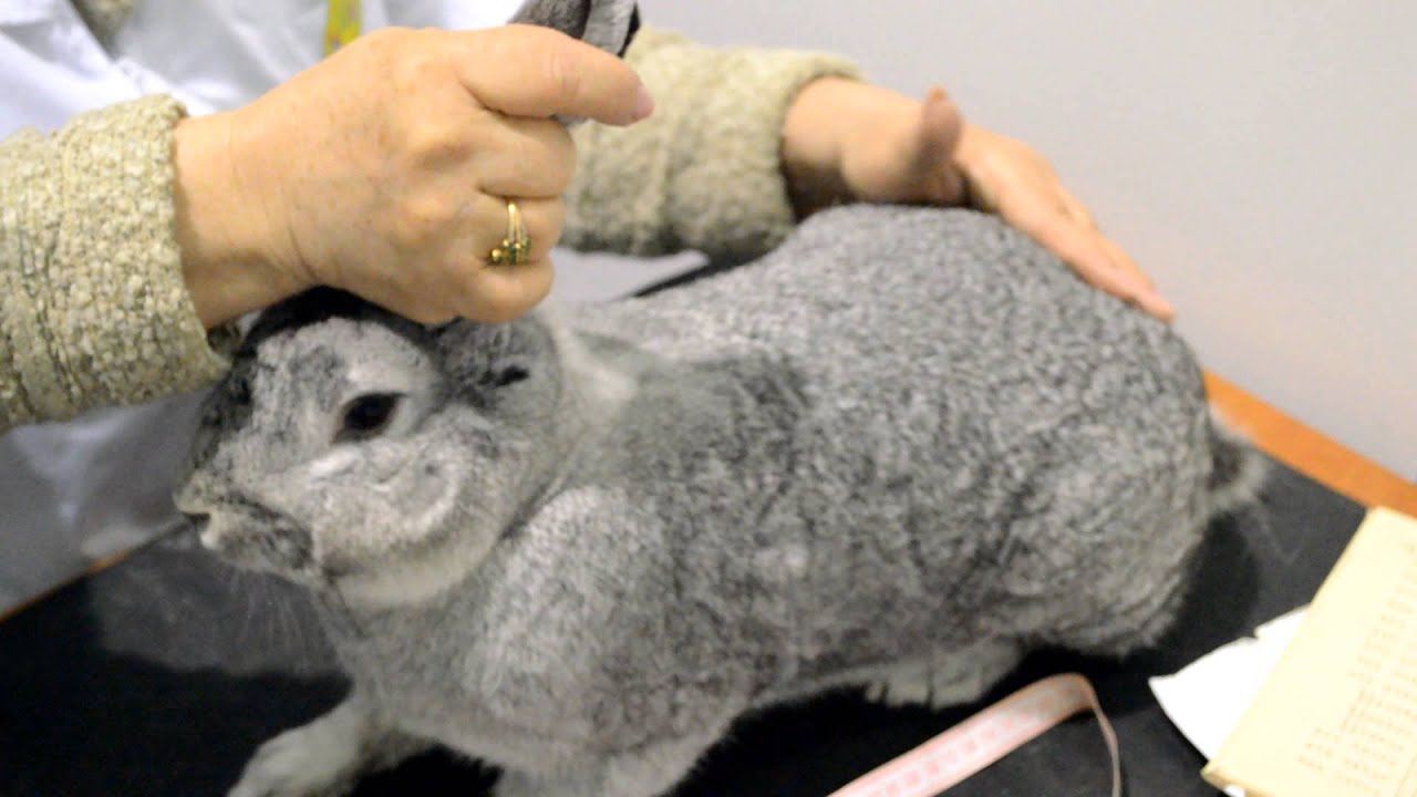 Конкурс «Пермский кролик-2014. Оценка кролика породы Советская шиншилла ...