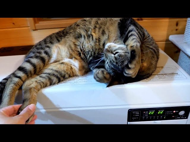 ストーブの上でとろけるはな。-Hana melts on the stove.-