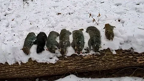 1 2 3! ITS RAINING SQUIRRELS! BEST WINTER SQUIRREL HUNT.  Feb.5.2023