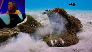 Finding Nemo live action barracuda attack + catchphrase Adei won £50,000 Finding Nemo Live Action Edition Barracuda Attack Scene