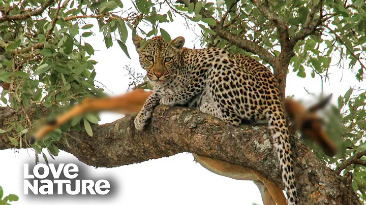 Leopard Drags its Prey Up a Tree to Evade Lion | Love Nature - DayDayNews
