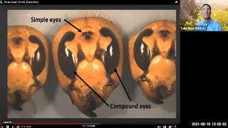 Asian Giant Hornet Dissection and Q&A Webinar