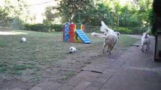 Dog Boarding Tour