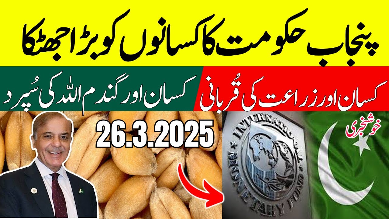 Today Wheat price in punjab Pakistan | گندم کی نئی قیمت | Munji rates ...