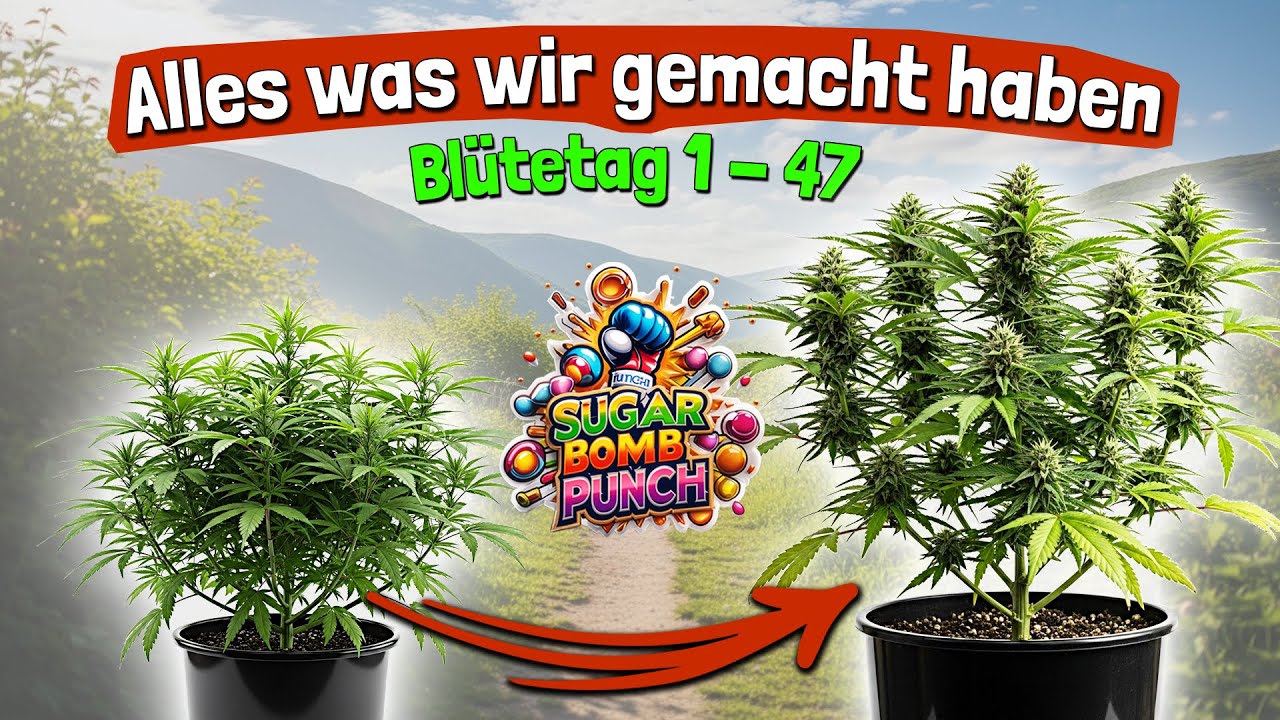 Stretch, Lollipopping & fette Buds  - Blütephase auf Kokos in der VGrow 🌱