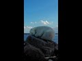 Sleepy Polar Bear