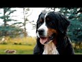 Life With 18 Bernese Mountain Dogs: MEET OUR DOGS || Part 1