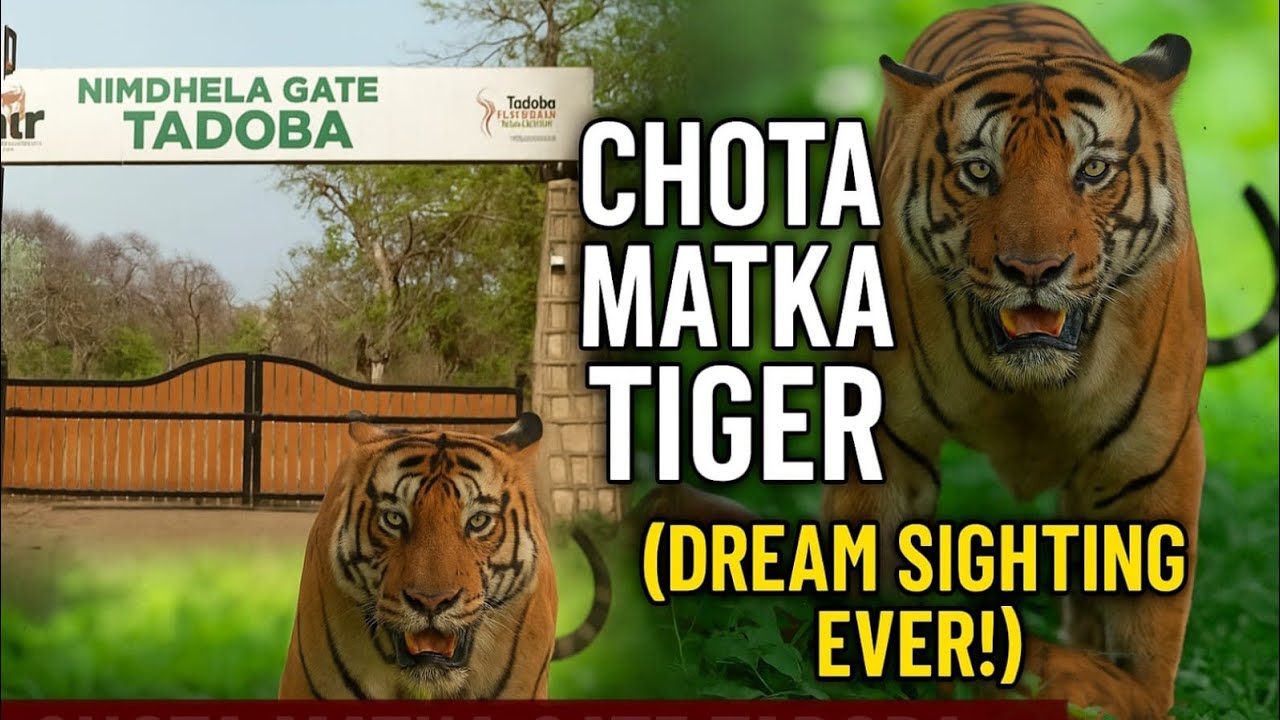 Latest Update Bohot Hee Bura Haal Hai Chhota Matka Ka Nimdhela Gate Tadoba National Park😭|Must watch