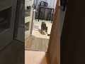 夜中物音がするので覗いてみたら、柴犬がまさかの〇〇してたwww#shorts