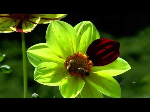 قال السماء كئيبة وتجهما