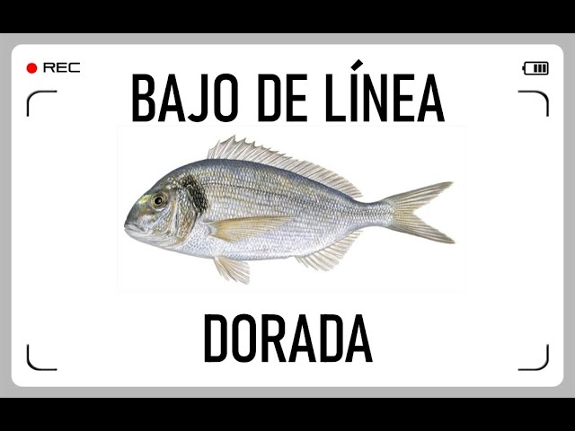 Bajo de Línea Pesca Surfcasting SW SE BR LGT N.° 8 Doradas