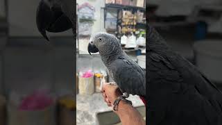 THE WALEED AVIARY 🦜 | HAND-TAME AFRICAN GREY PARROT ❤️ | BEAUTIFUL & INTELLIGENT PET BIRD #shorts