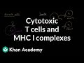 Cytotoxic T cells and MHC I complexes