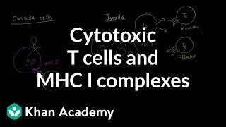 Cytotoxic T cells and MHC I complexes