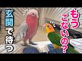 友人が帰った翌日、オウム達が玄関でこうなっちゃいました…【モモイロインコ】