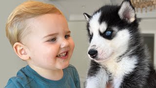 My Baby Nephew Meets the Husky Puppies for the First Time