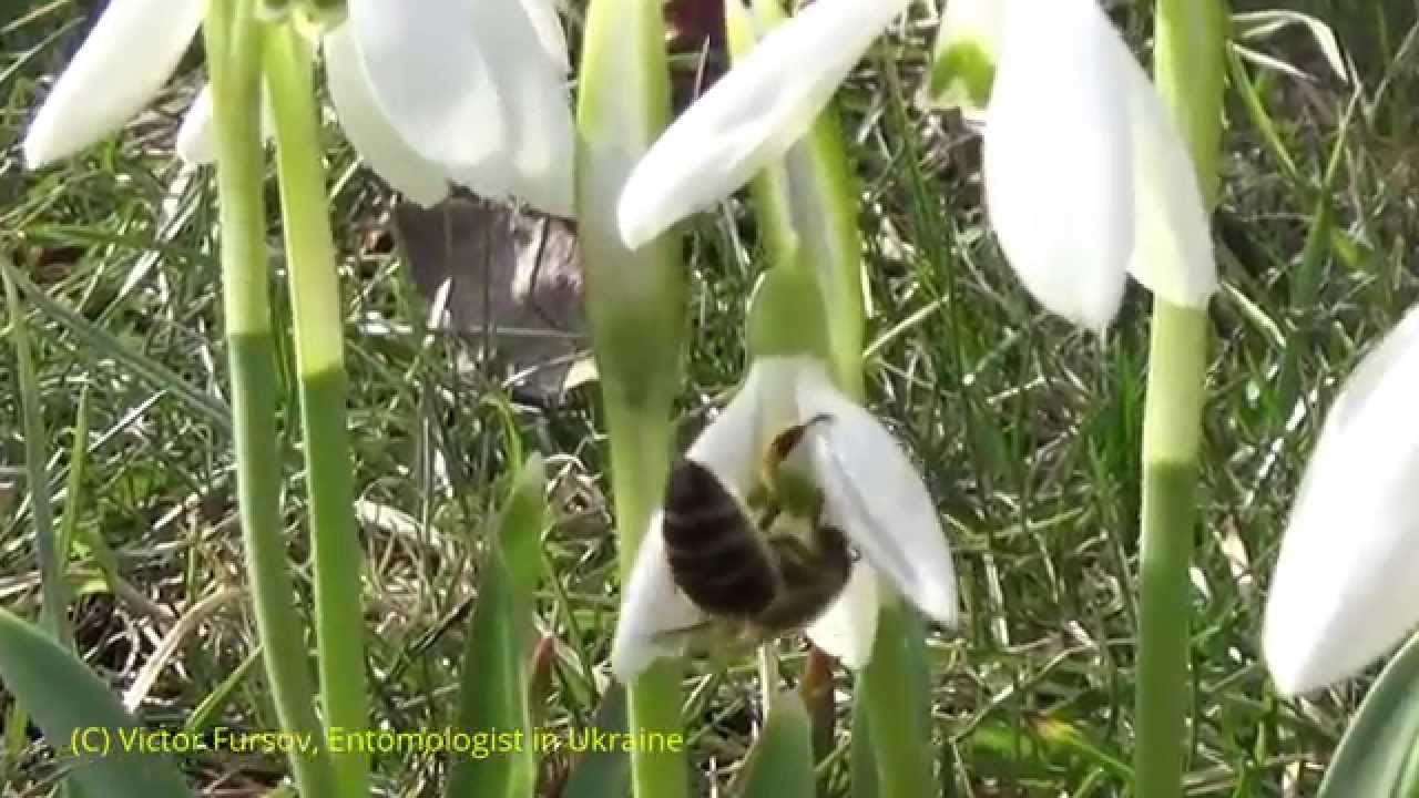 Экскурсия Энтомолога:  Honeybees on Flowers of Snowdrops 08.03.2015 Kiev, Ukraine: