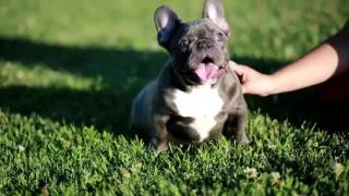 Another 1....#Grinchbulldogs #Grinchies Grinch son