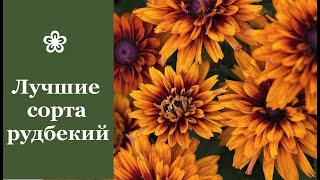 ❀ Лучшие рудбекии для выращивания