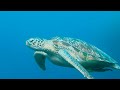 Green sea turtle chelonia mydas  bunaken indonesia sulawesi 2332024