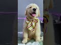 Cute golden retriever puppy (Blessie)