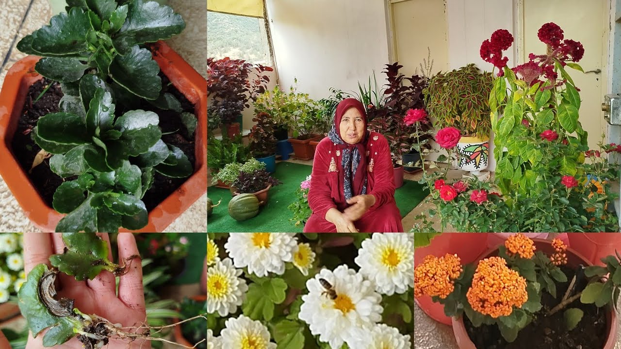 أنواع التربة الصالحة للزراعة 🌹 الكلنشوة نبتة جميلة سهلة العناية طريقة تكثيرها ولا أسهل 