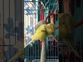 short' s#bird video #in YouTube short' s