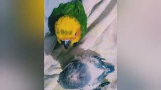 Baby Sunconure and Baby Monk 