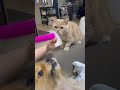 猫じゃらしに食いつく犬と眺める猫